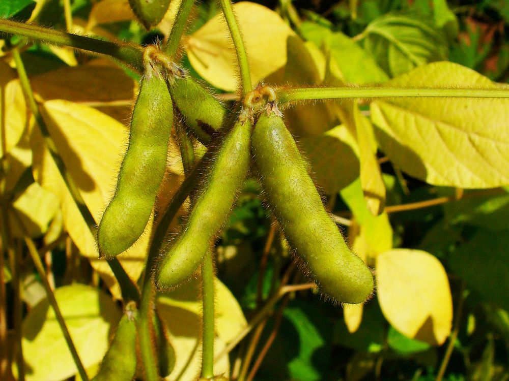 毛におおわれた緑色の莢が数本、茎についている写真